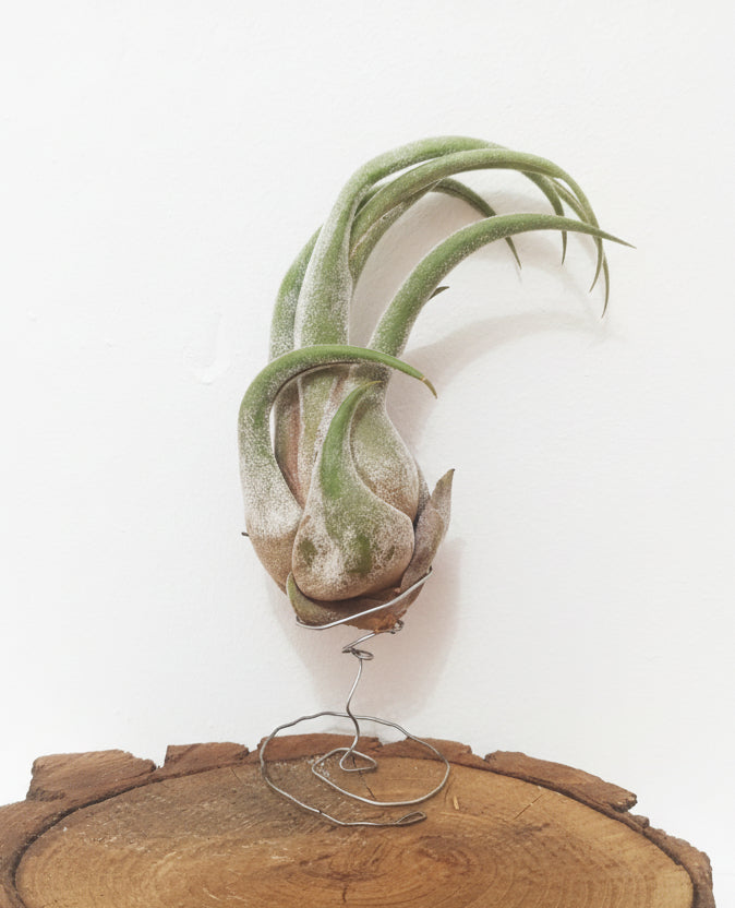 Tillandsia selereiana - M