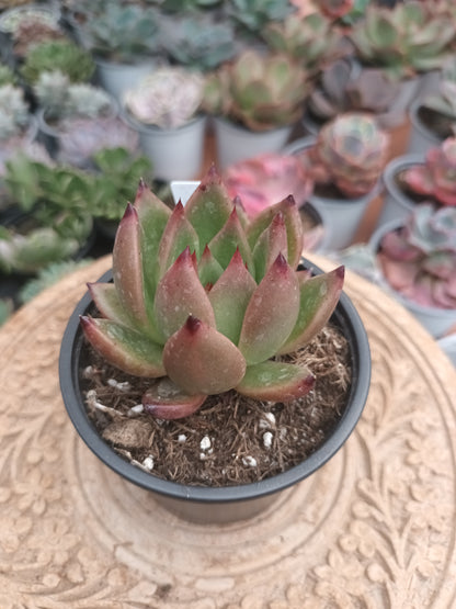 Echeveria colorata x romeo