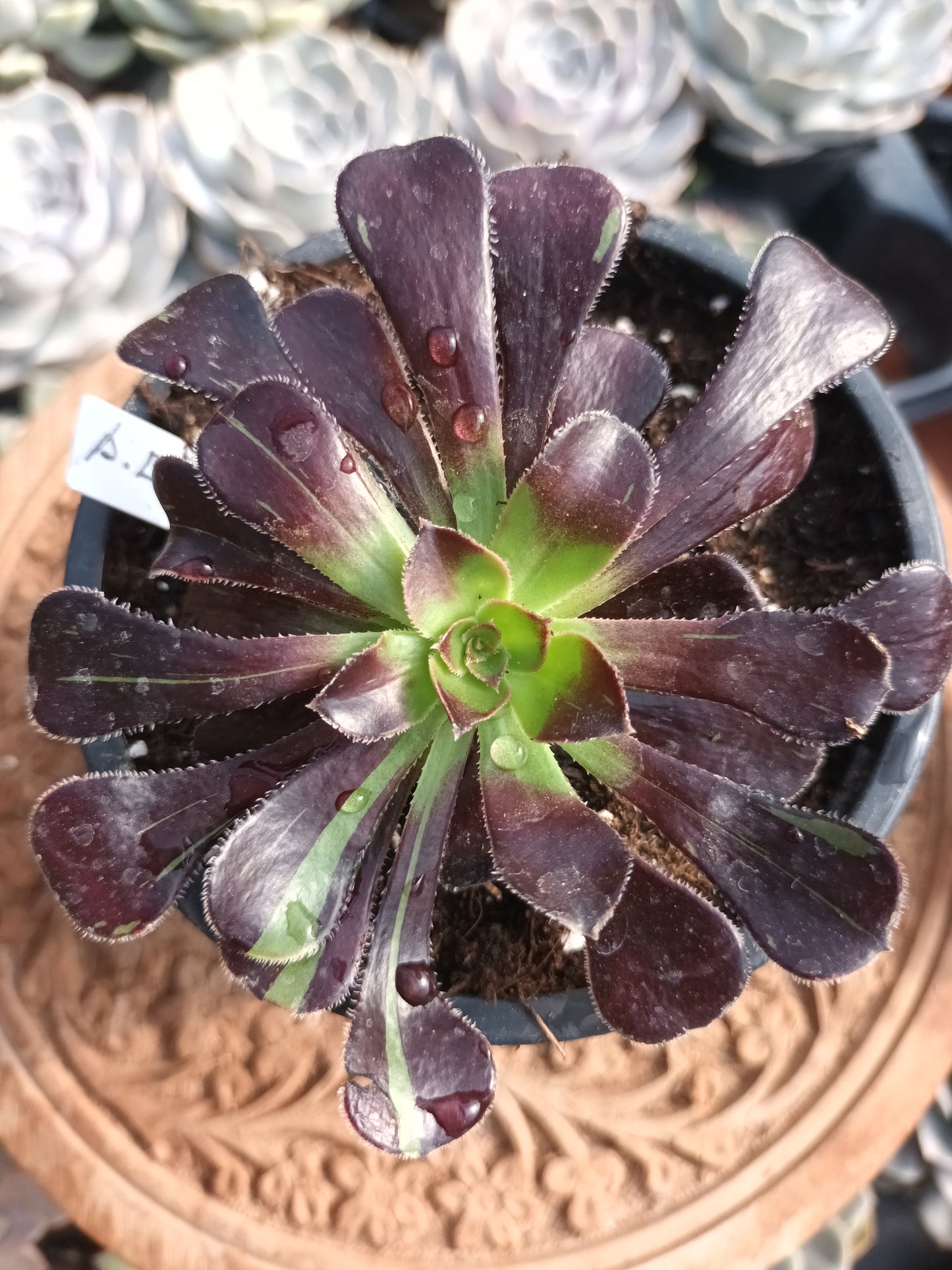 Aeonium Big Bang