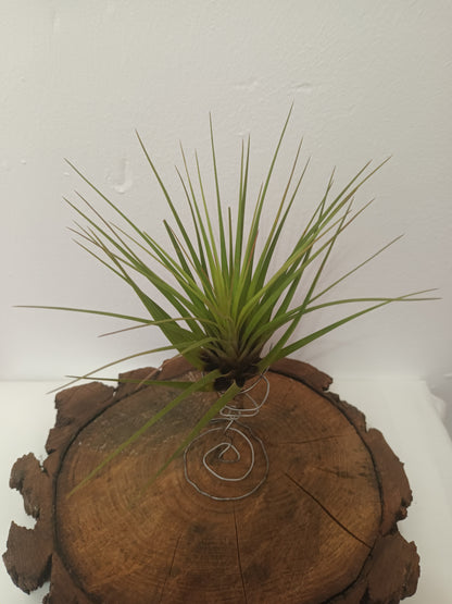 Tillandsia tricolor