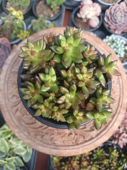 Sedeveria Jet Beads
