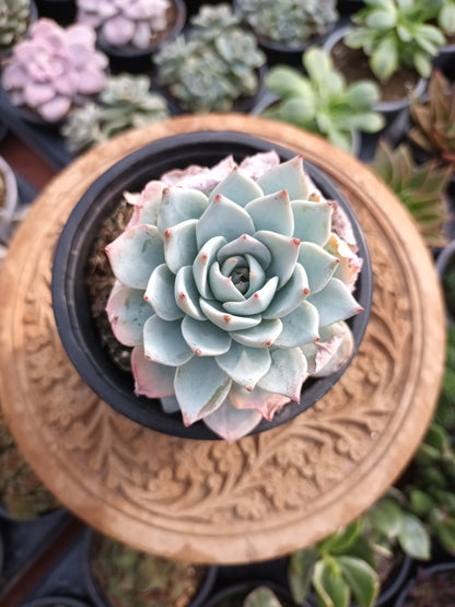 Echeveria Peacockii