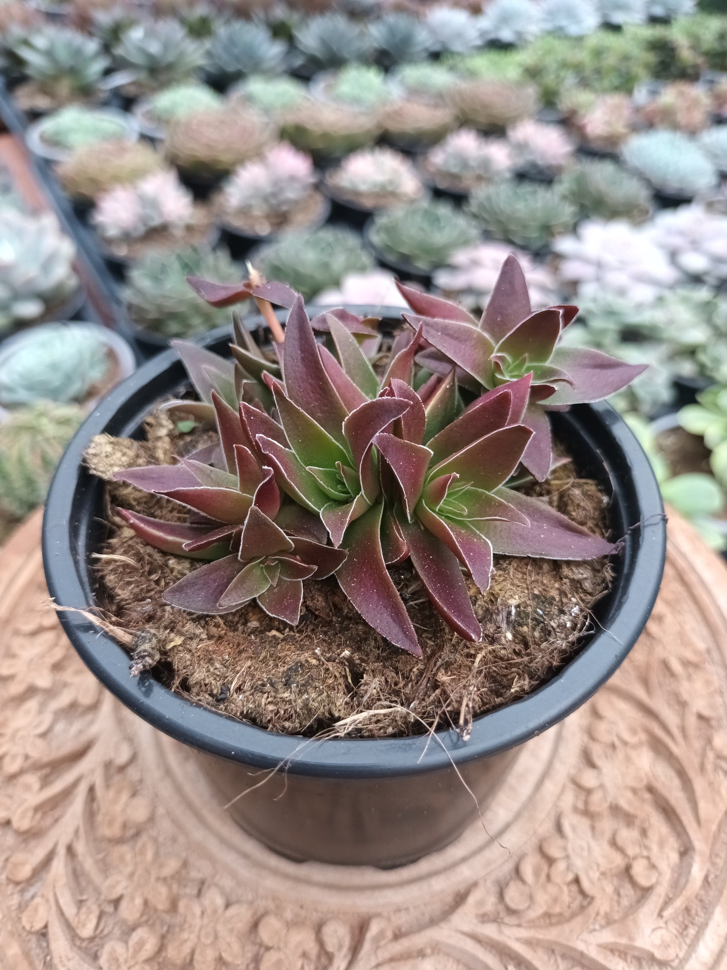 Crassula Capitela Subs. Thyrsiflora Red Pagoda