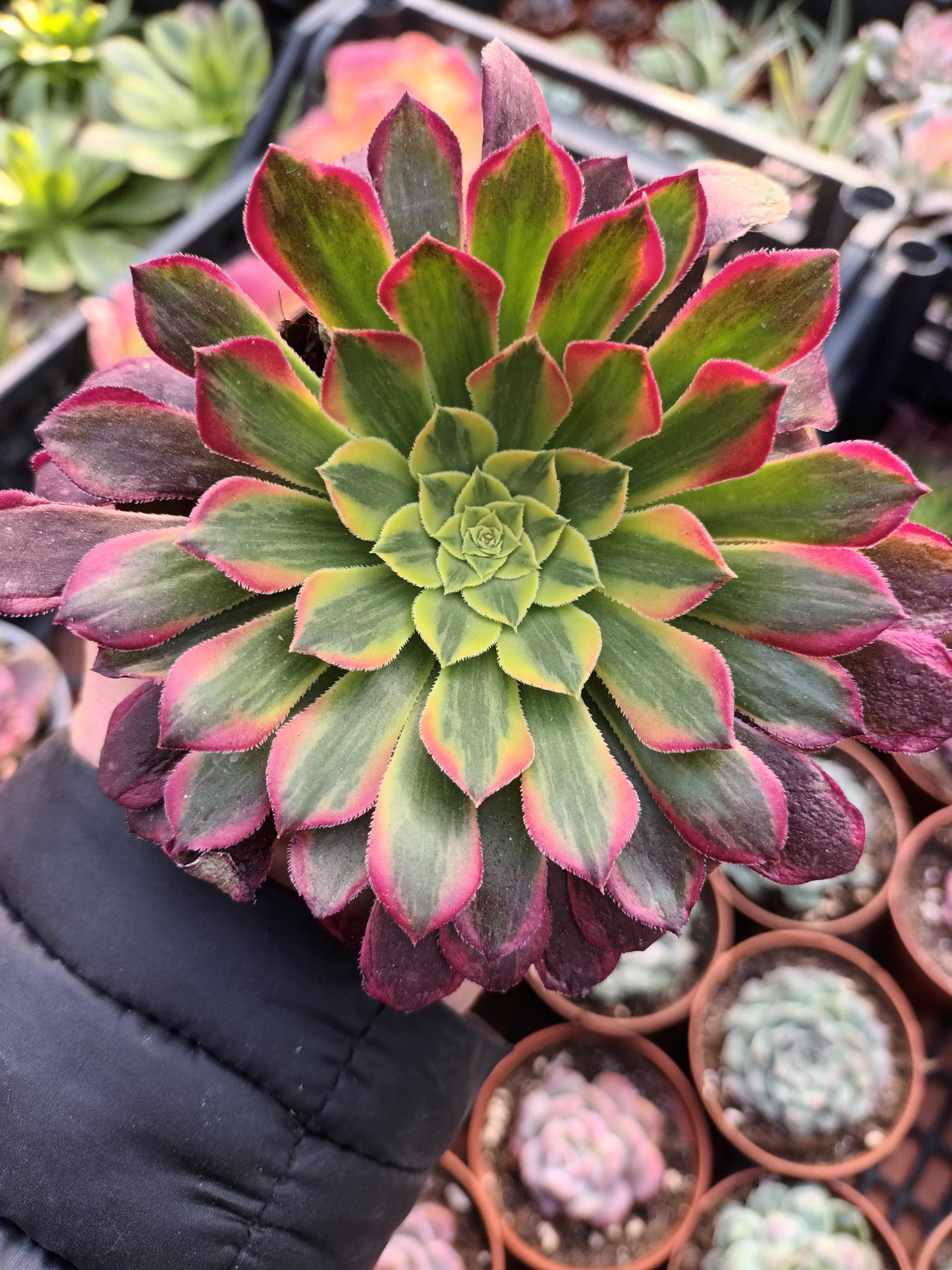 Aeonium sunrise