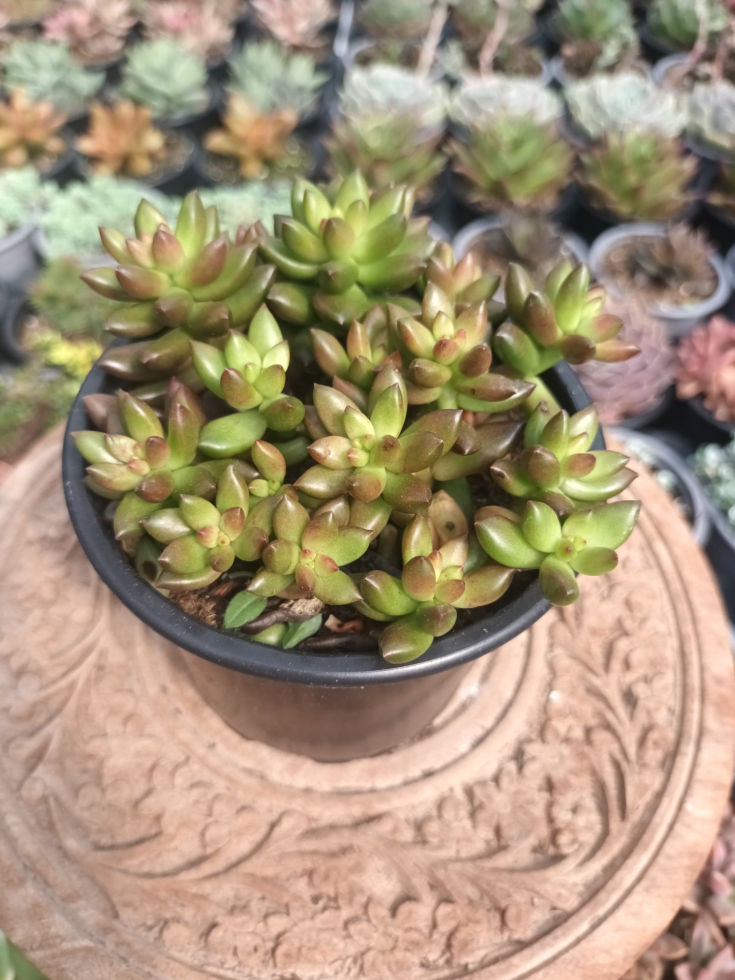Sedeveria Jet Beads