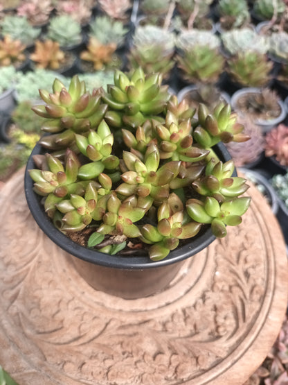 Sedeveria Jet Beads