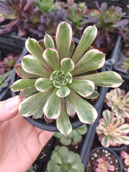 Aeonium ecstasy