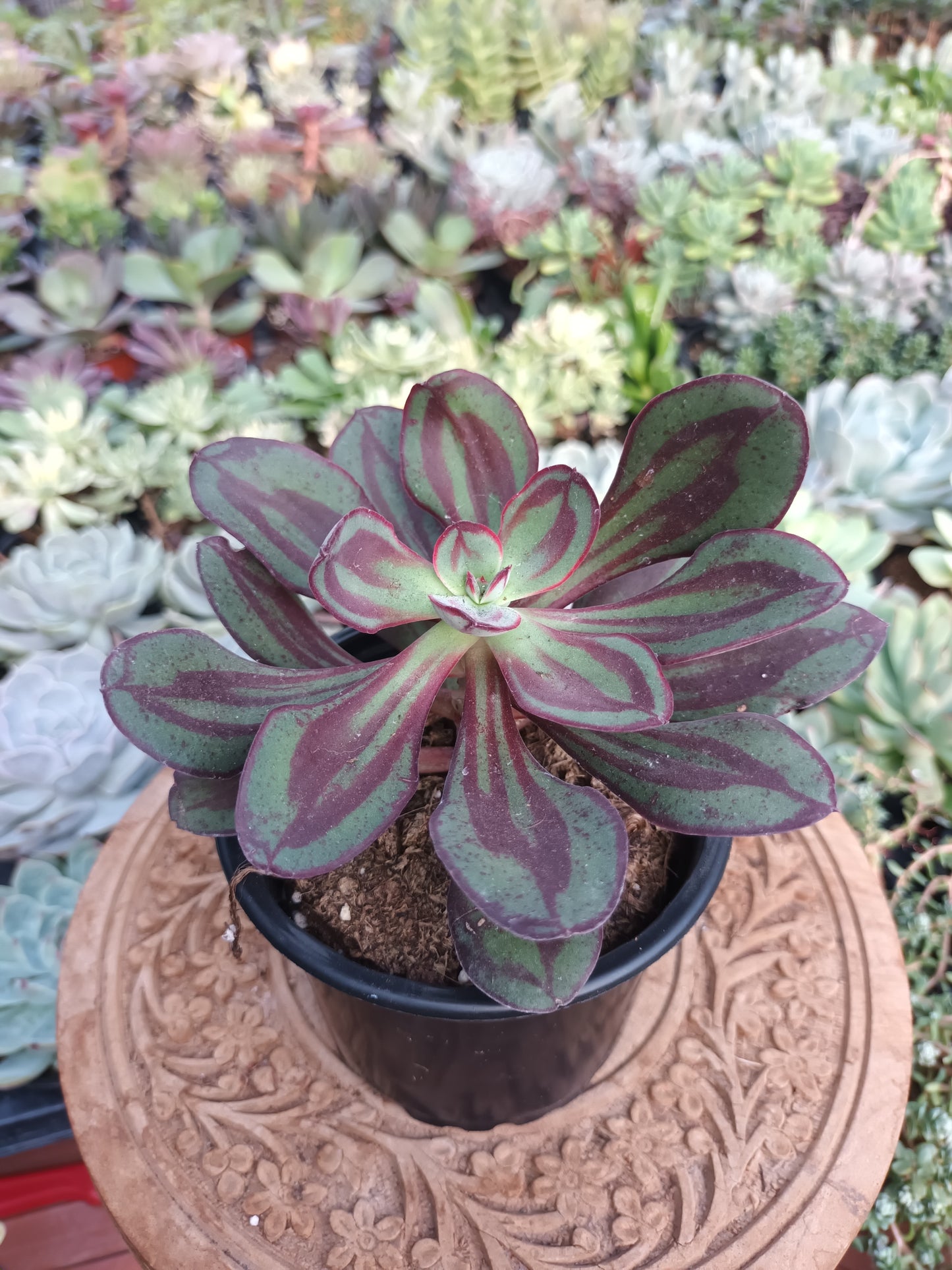 Echeveria Nodulosa