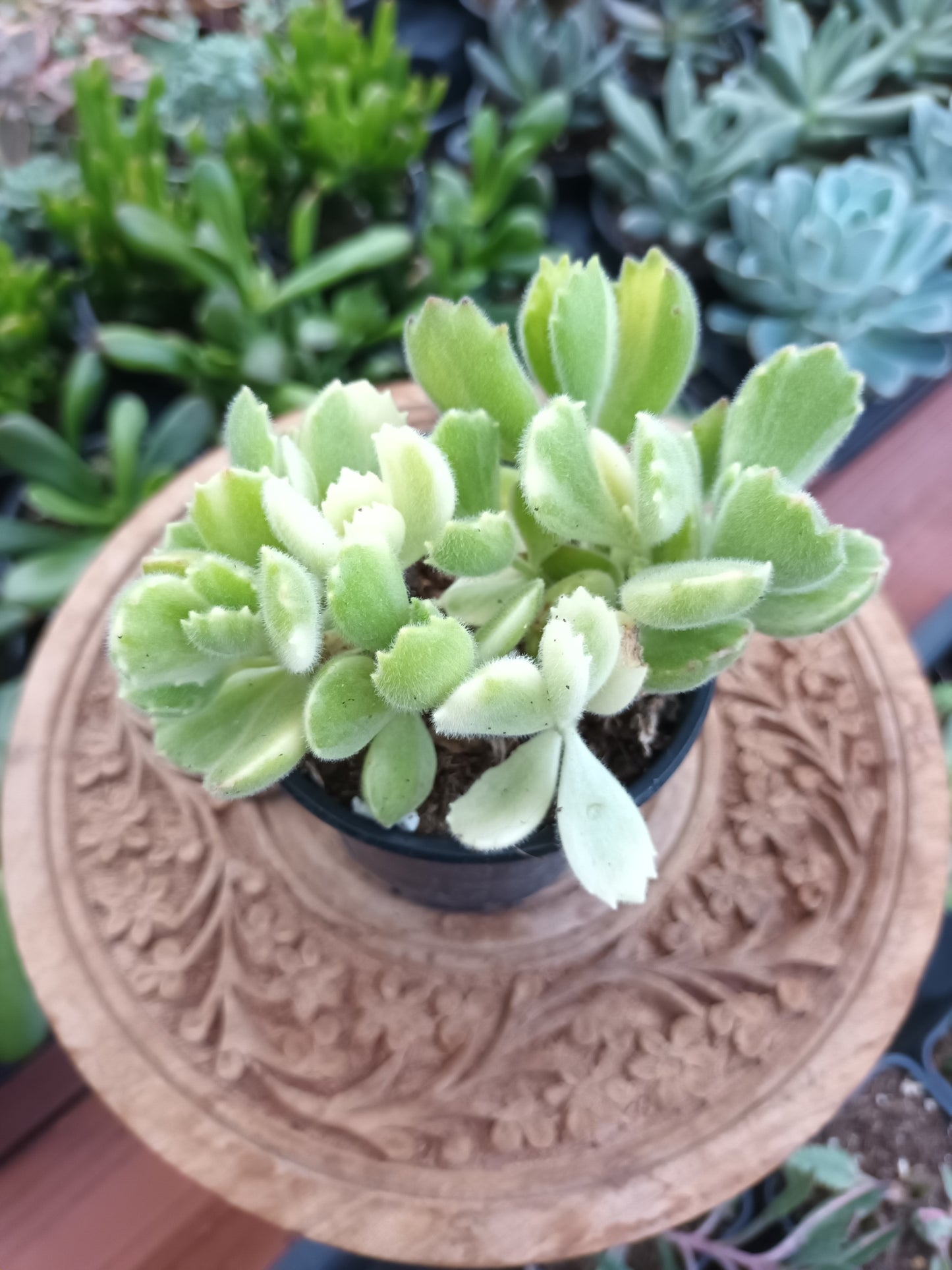 Cotyledon tomentosa subs. ladismithiensis f. variegata