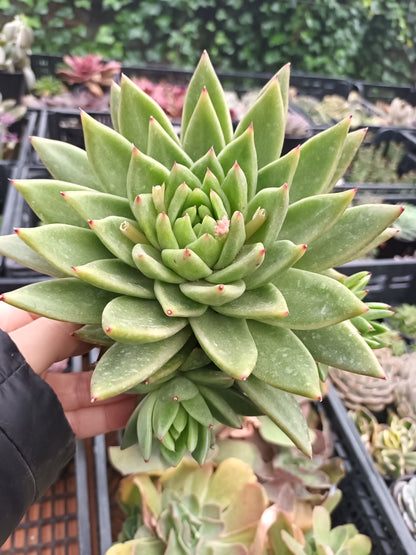 Echeveria agavoides