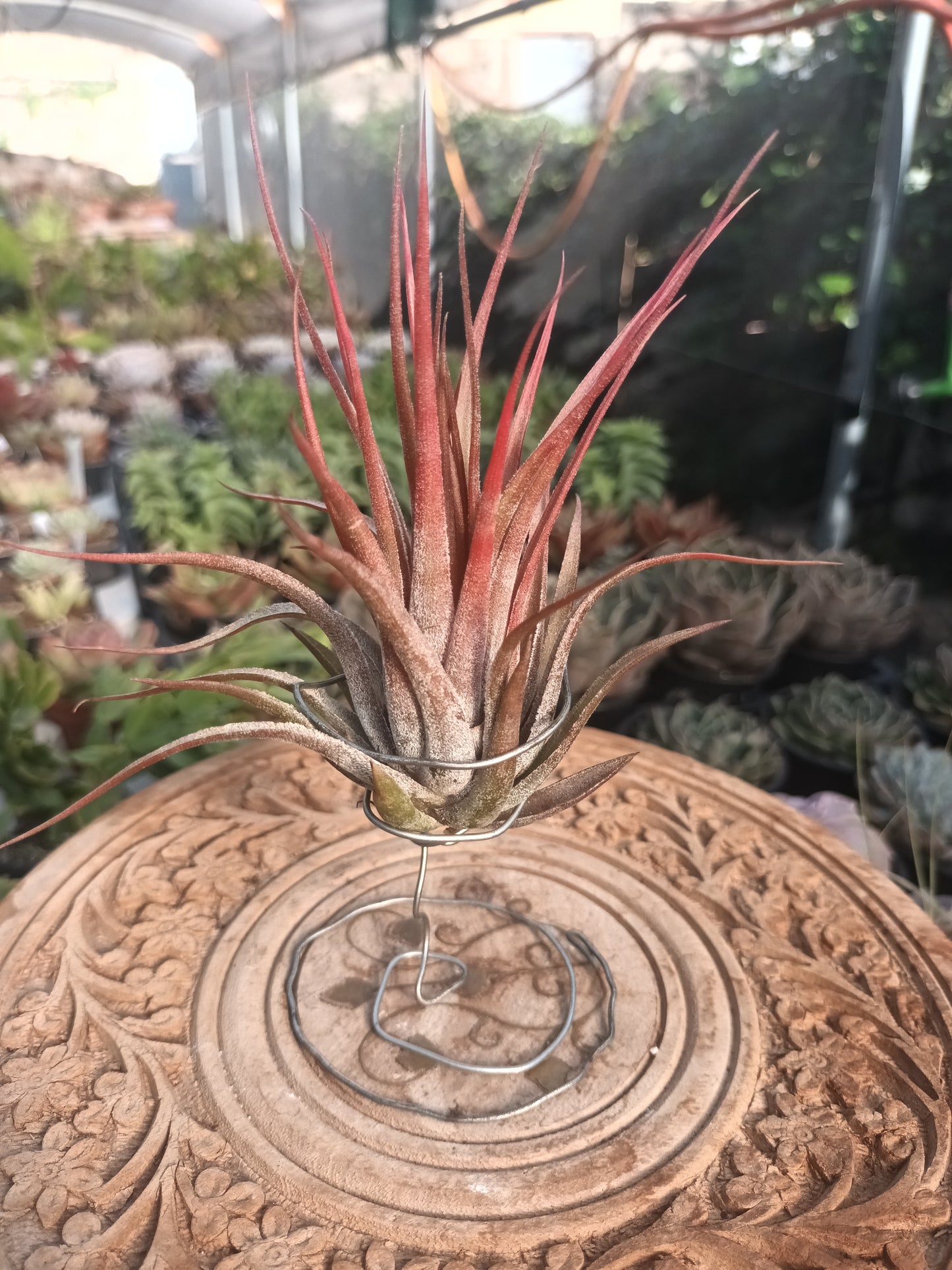 Tillandsia scaposa