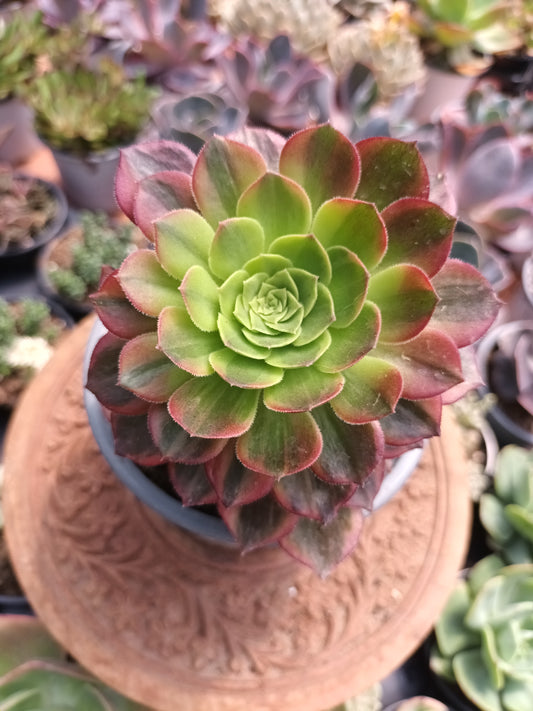 Aeonium Halloween Variegata