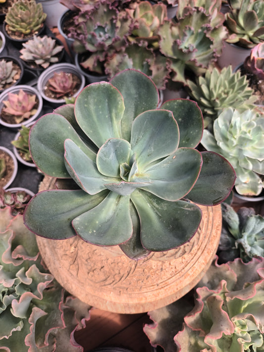 Echeveria green pacific