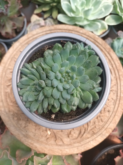 Echeveria Setosa Var. Rundelli