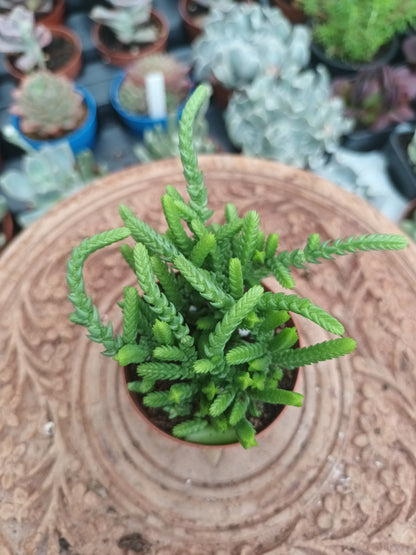 Crassula muscosa