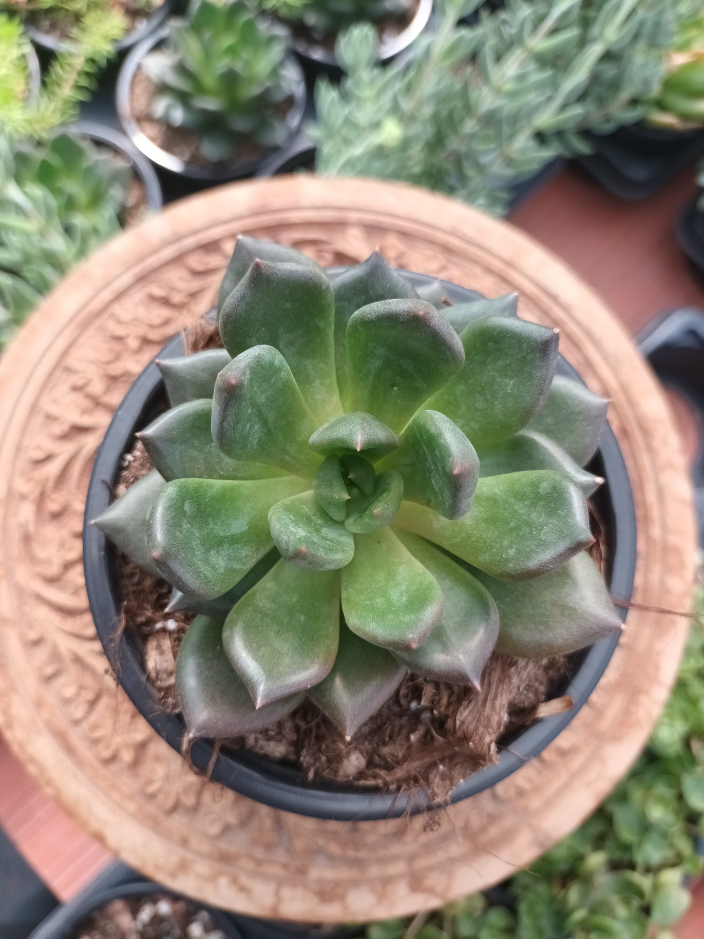 Echeveria 'Echoc'