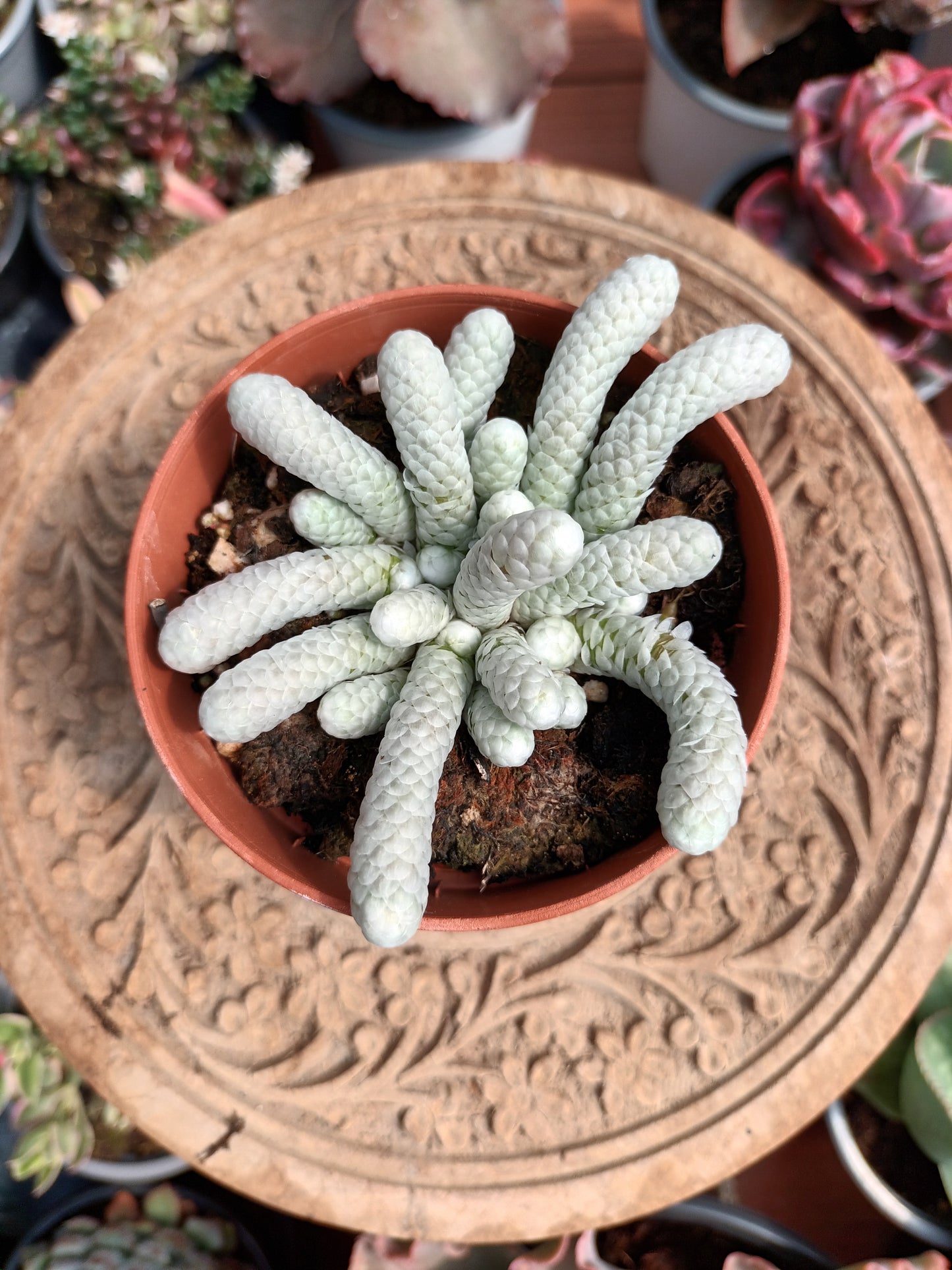 Avonia Papyracea
