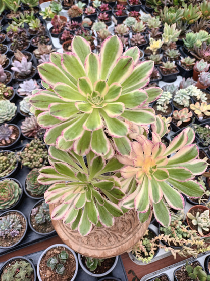 Aeonium rubrolineatum variegata Planta madre