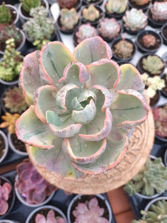 Echeveria Beyonce rainbow