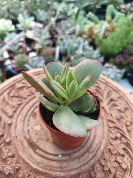 Crassula clavata variegata