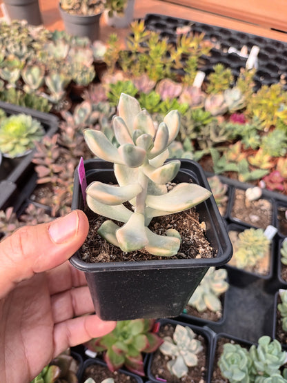 Graptoveria titubans variegata