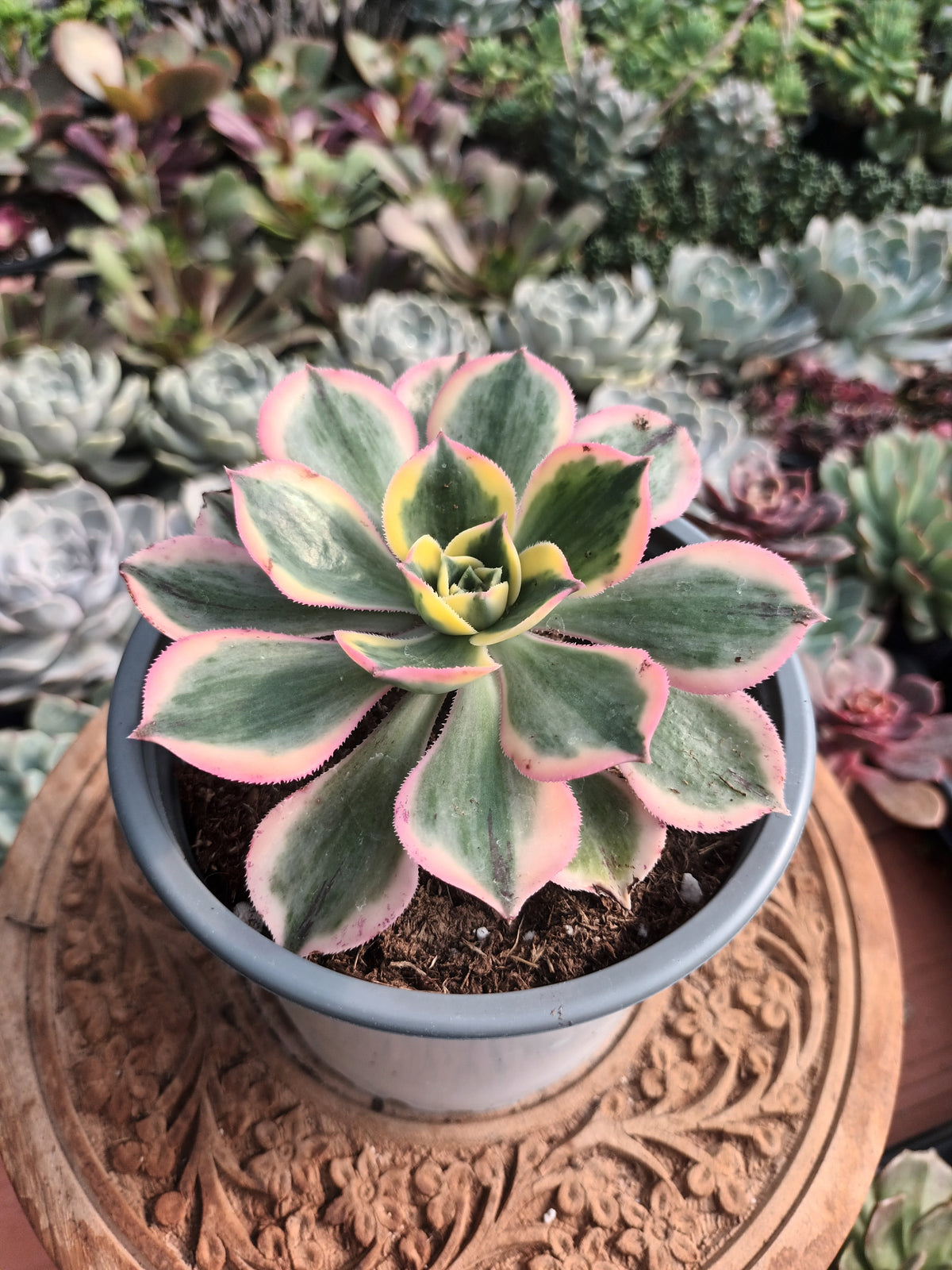 Aeonium Sunburst