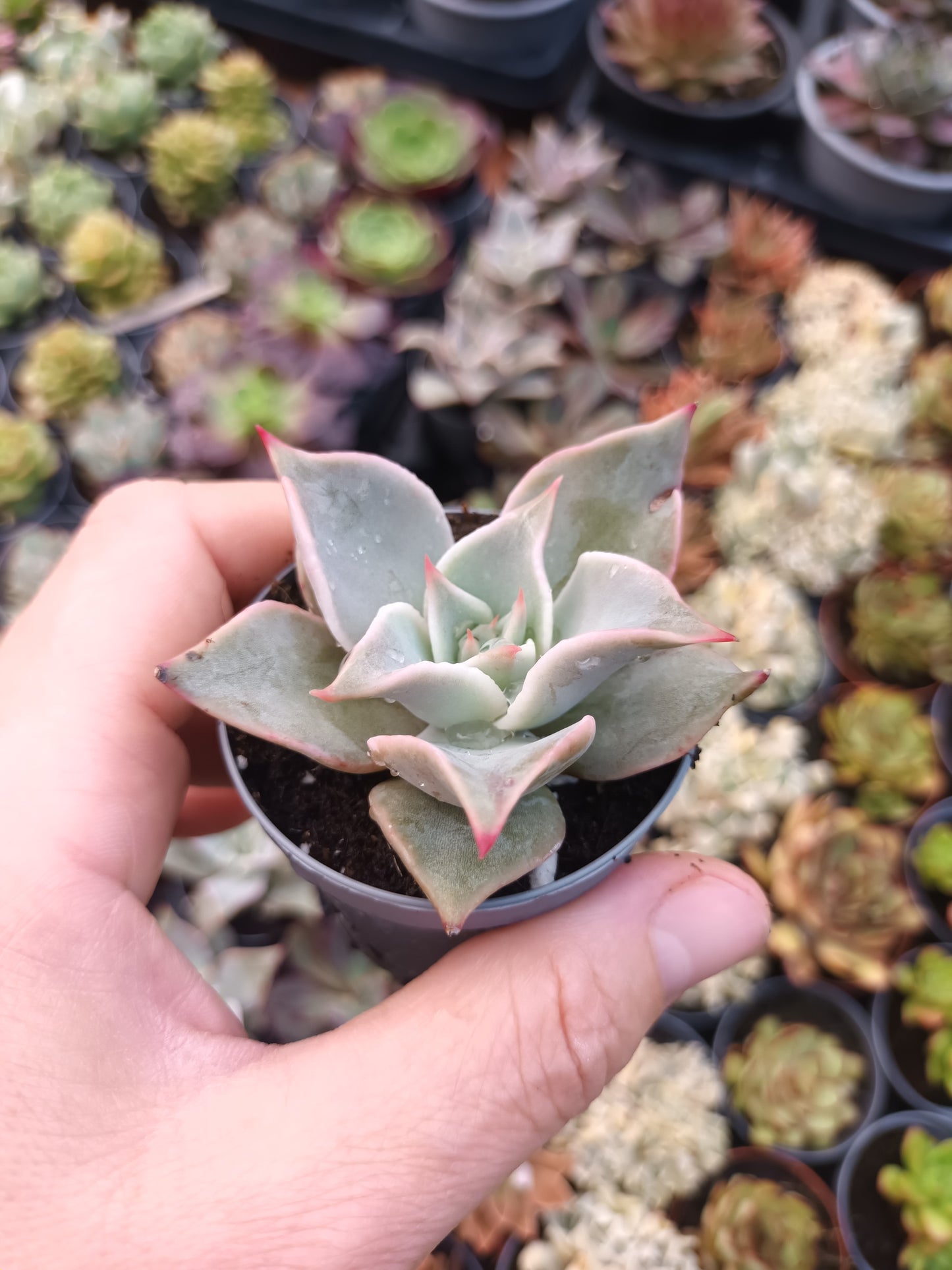 Echeveria Madiba