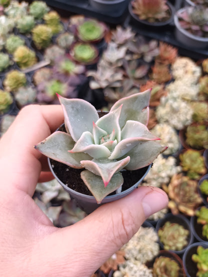 Echeveria Madiba