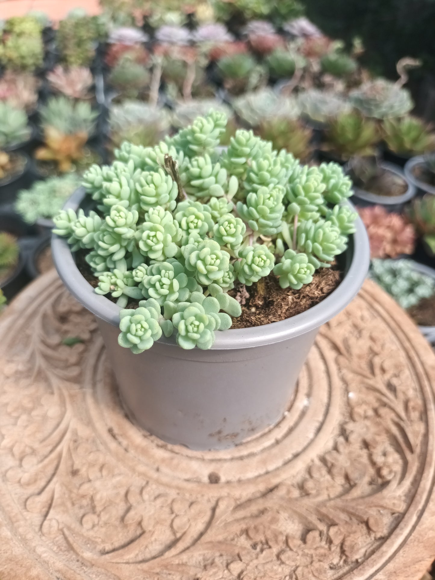 Sedum Dasyphyllum 'mayor'