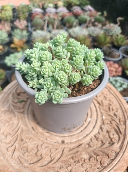 Sedum Dasyphyllum 'mayor'