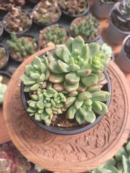 Echeveria vienna