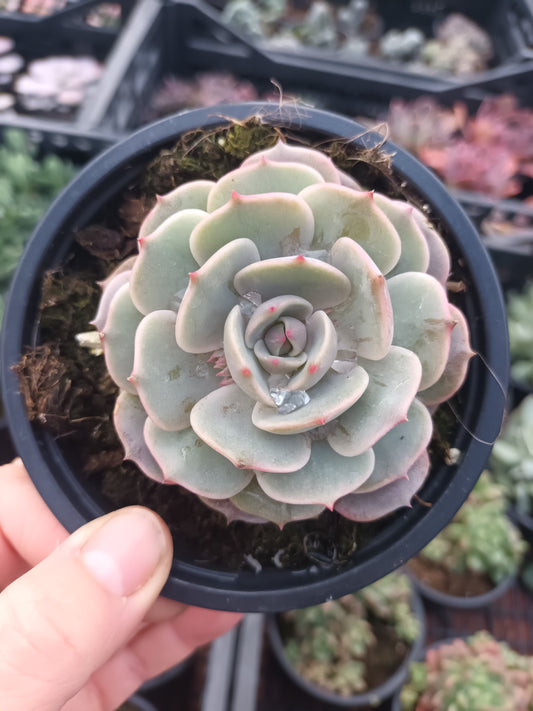 Echeveria Lola