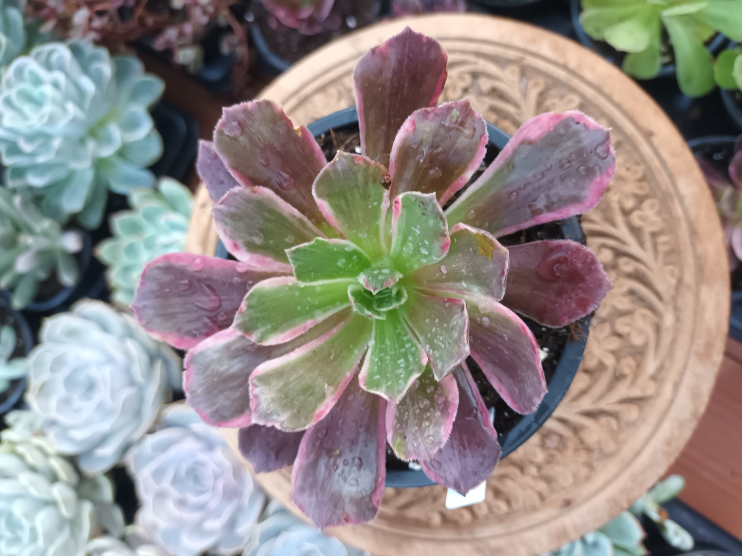 Aeonium Eden