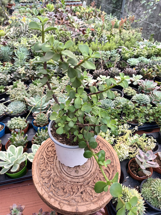 Portulacaria afra
