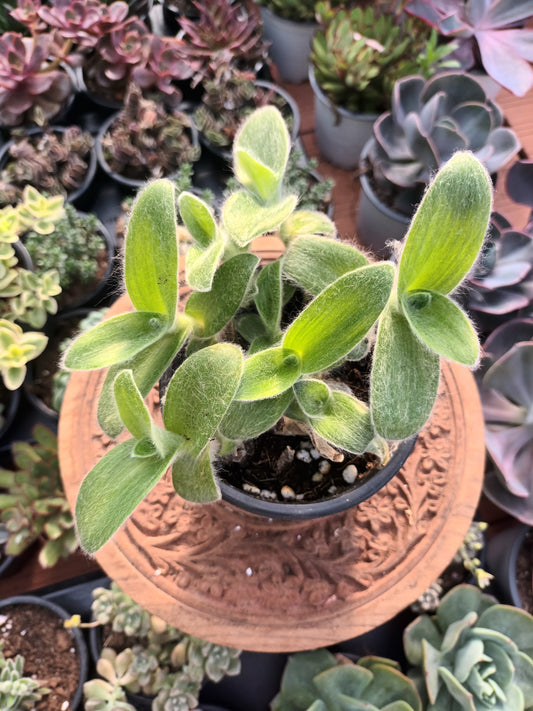 Tradescantia Sillamontana