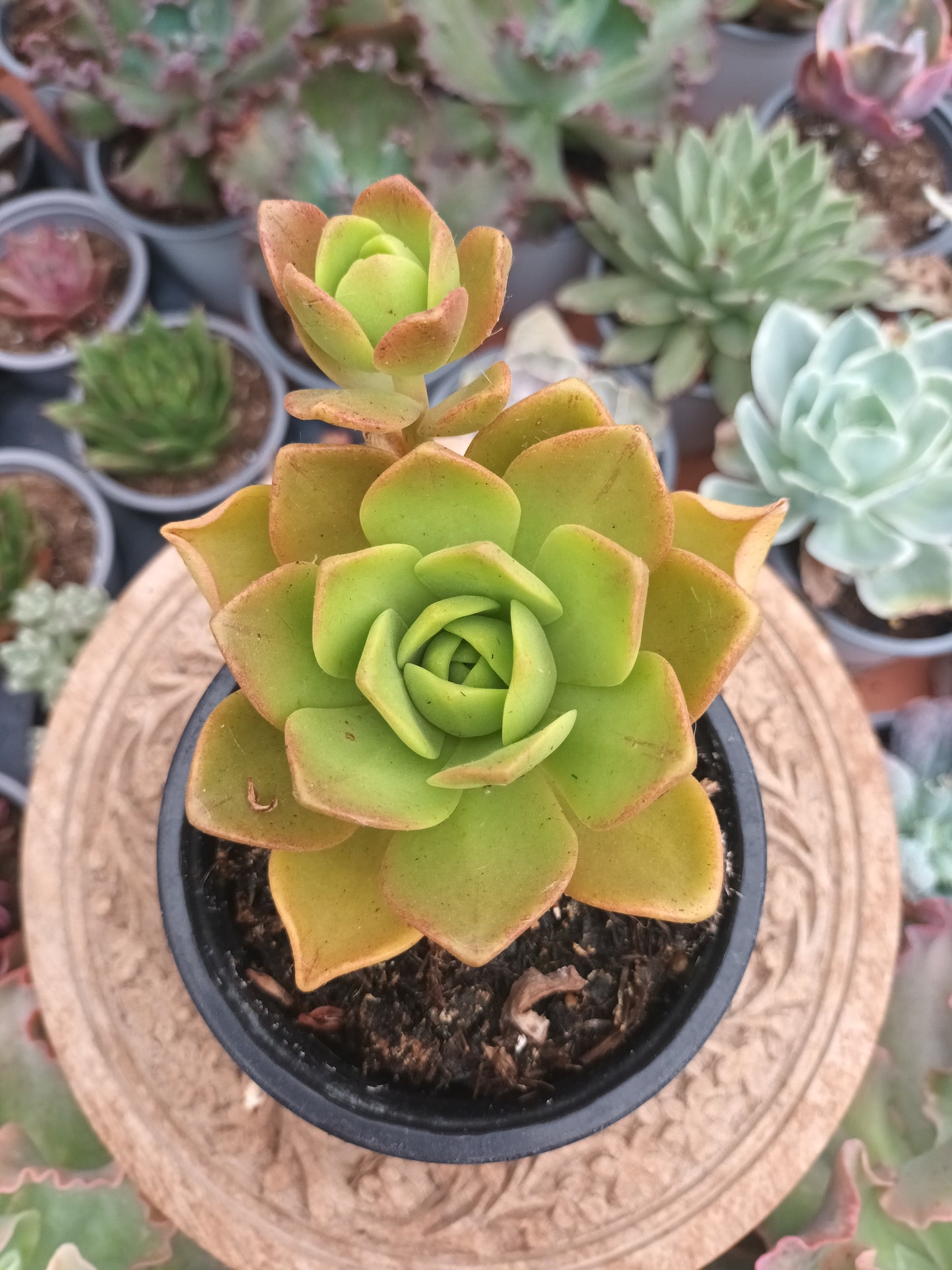 Aeonium Cooper Beauty