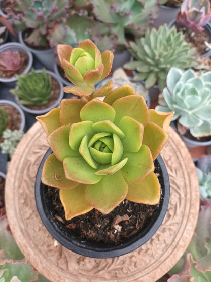 Aeonium Cooper Beauty