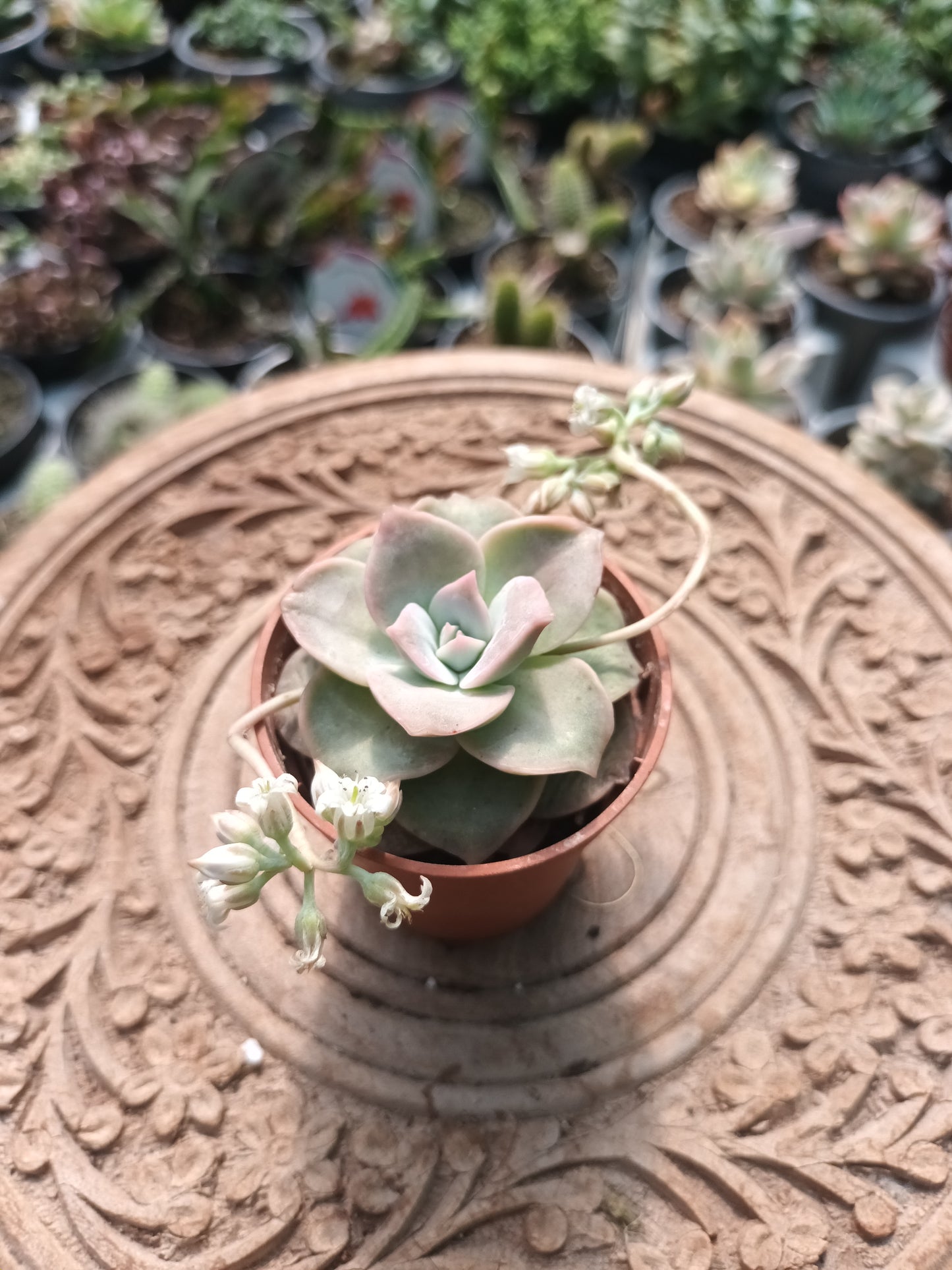 Sedum sinforosanum