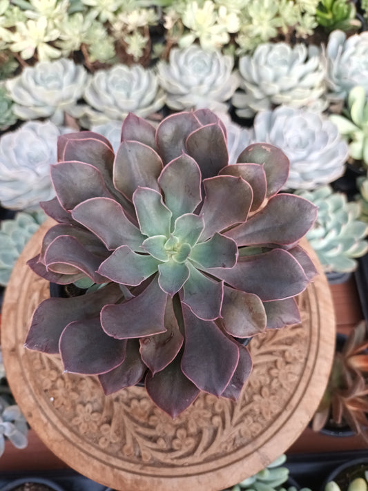 Echeveria Red Prince