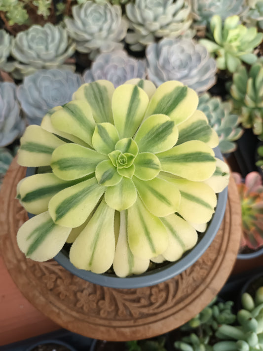 Aeonium Golden Jade Variegata