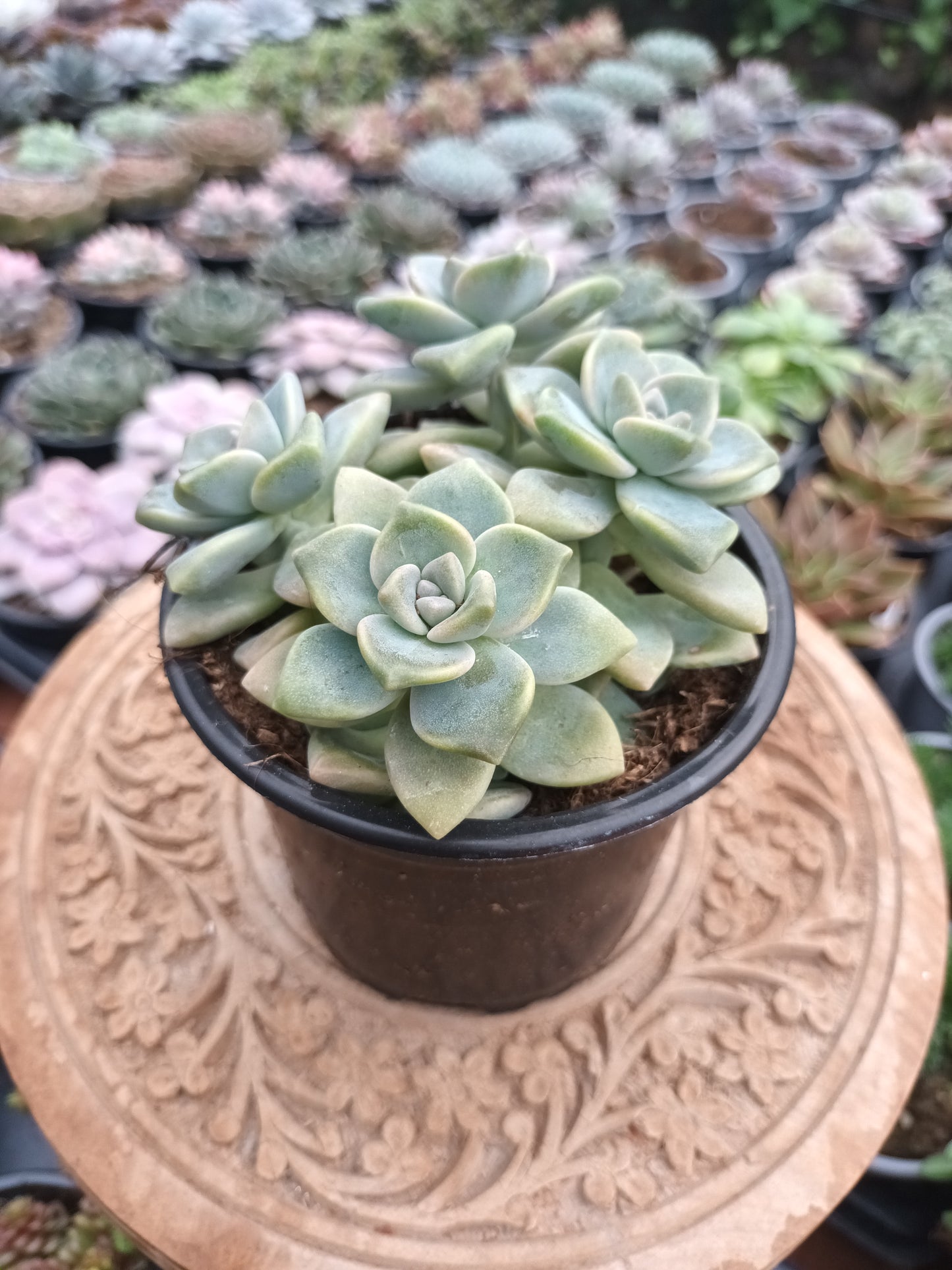 Graptoveria Victor kane