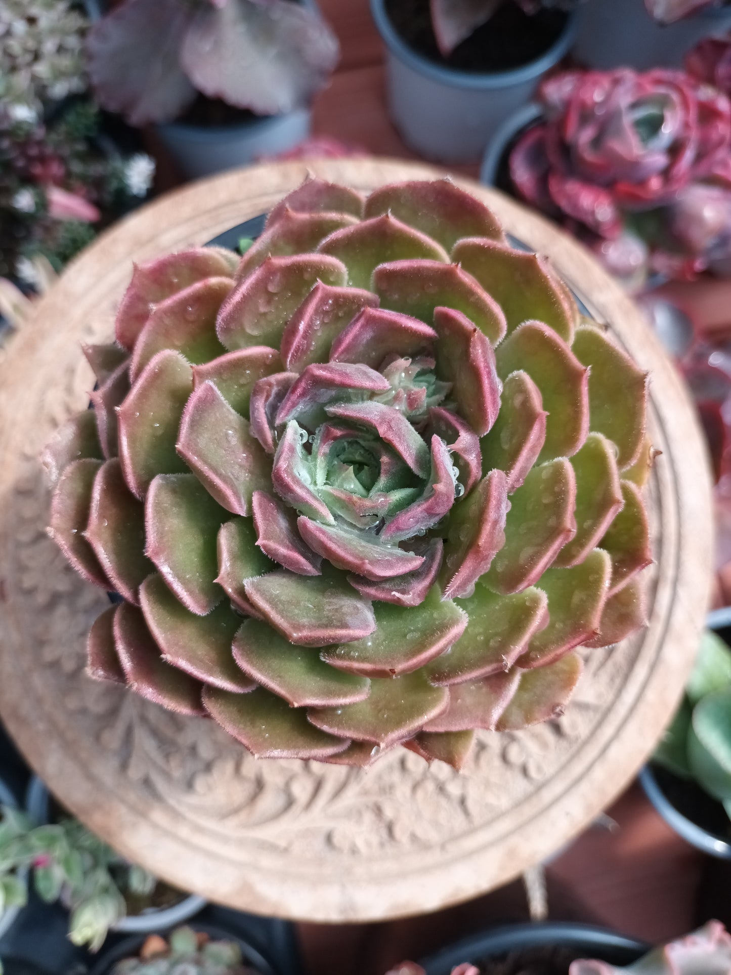 Echeveria Brown Rose