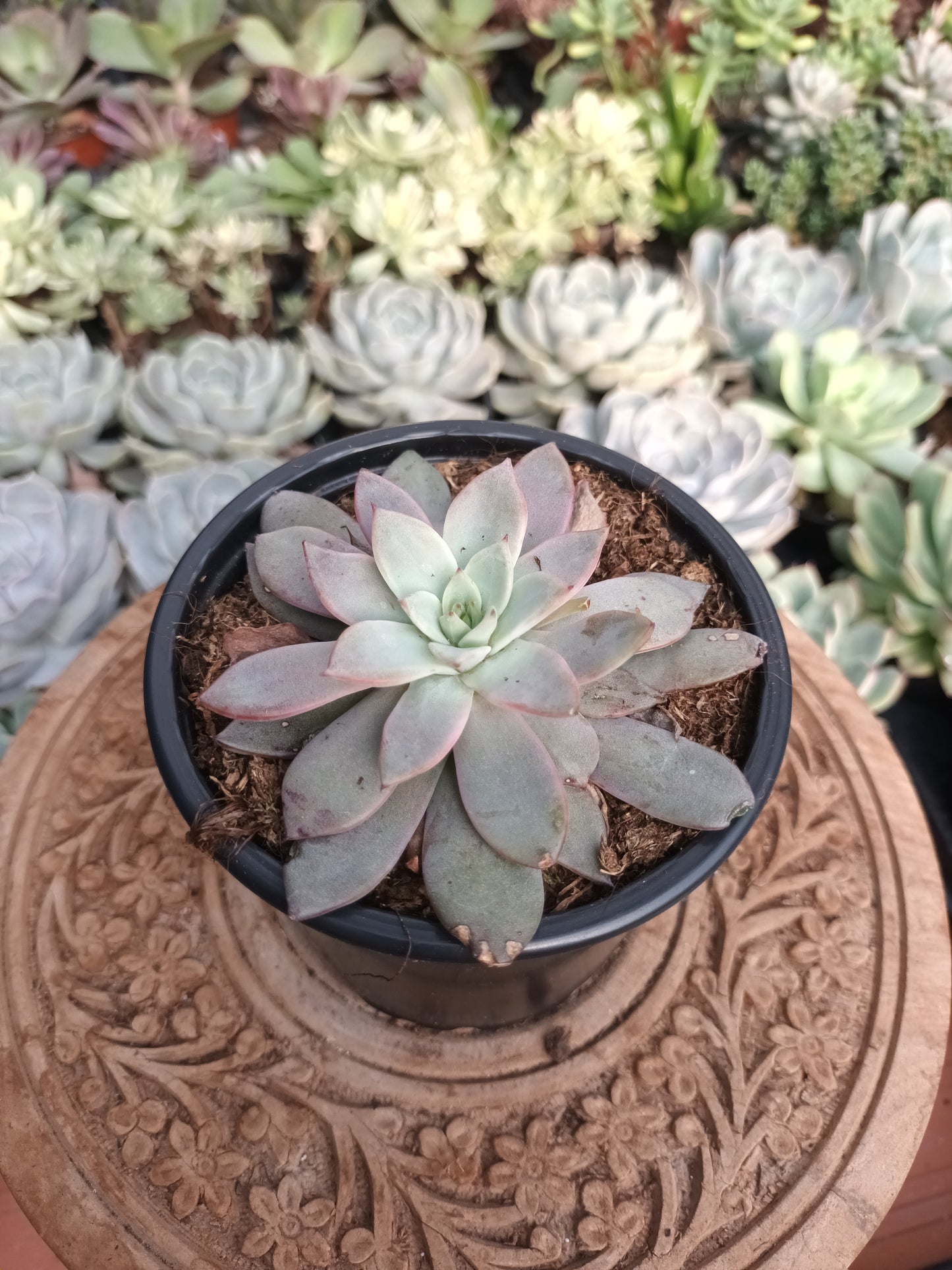 Echeveria 'Caarmanoi'