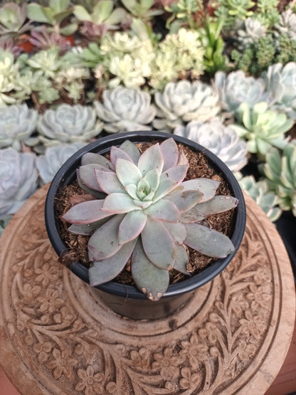 Echeveria 'Caarmanoi'