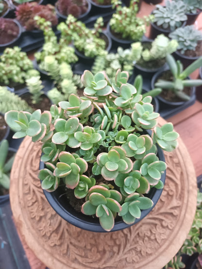 Sedum 'Lime Zinger'