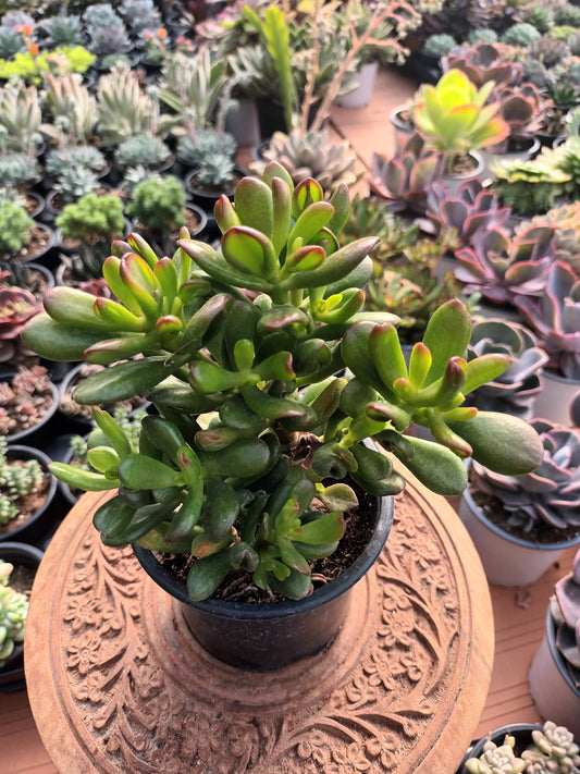 Crassula Ovata Horn Tree