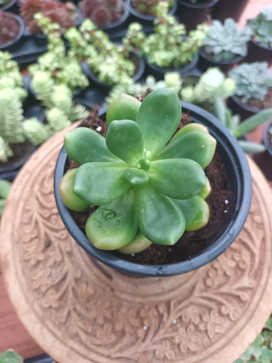 Cremnophila linguifolia