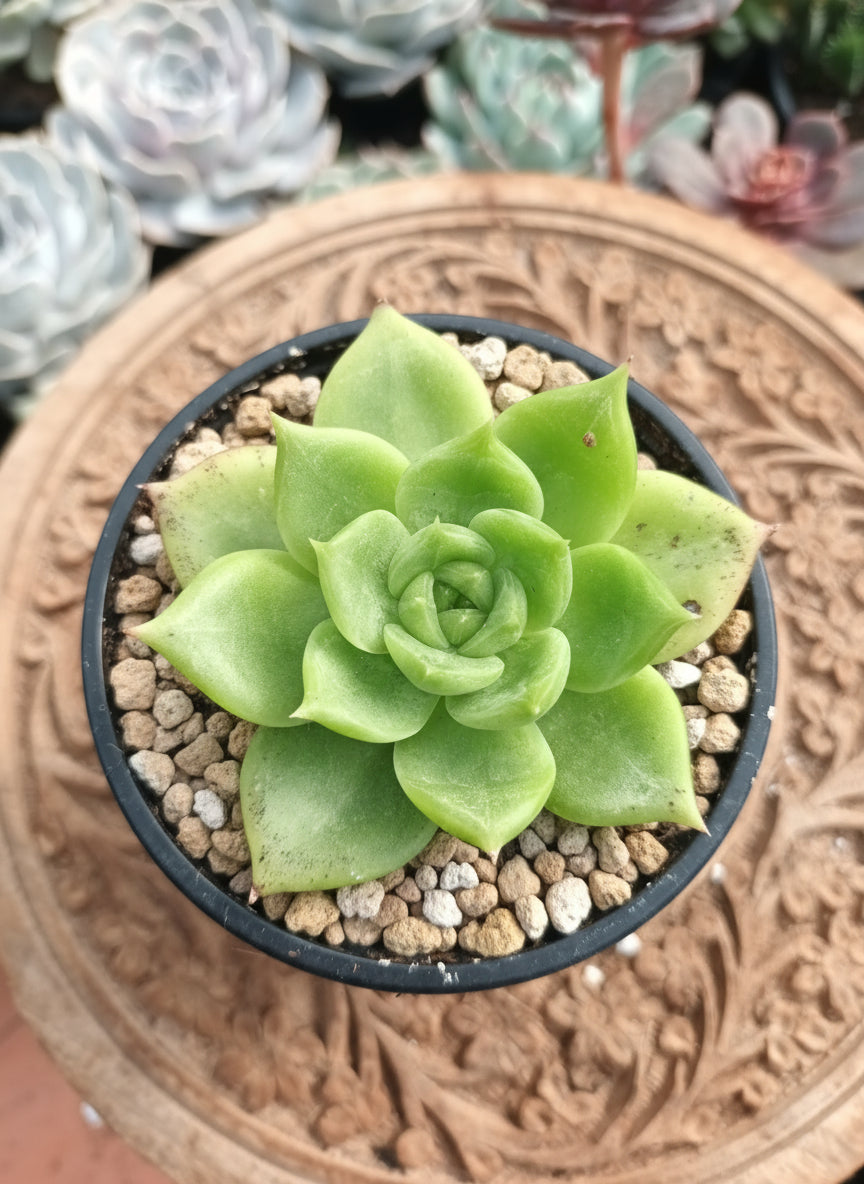 Echeveria colorata verde