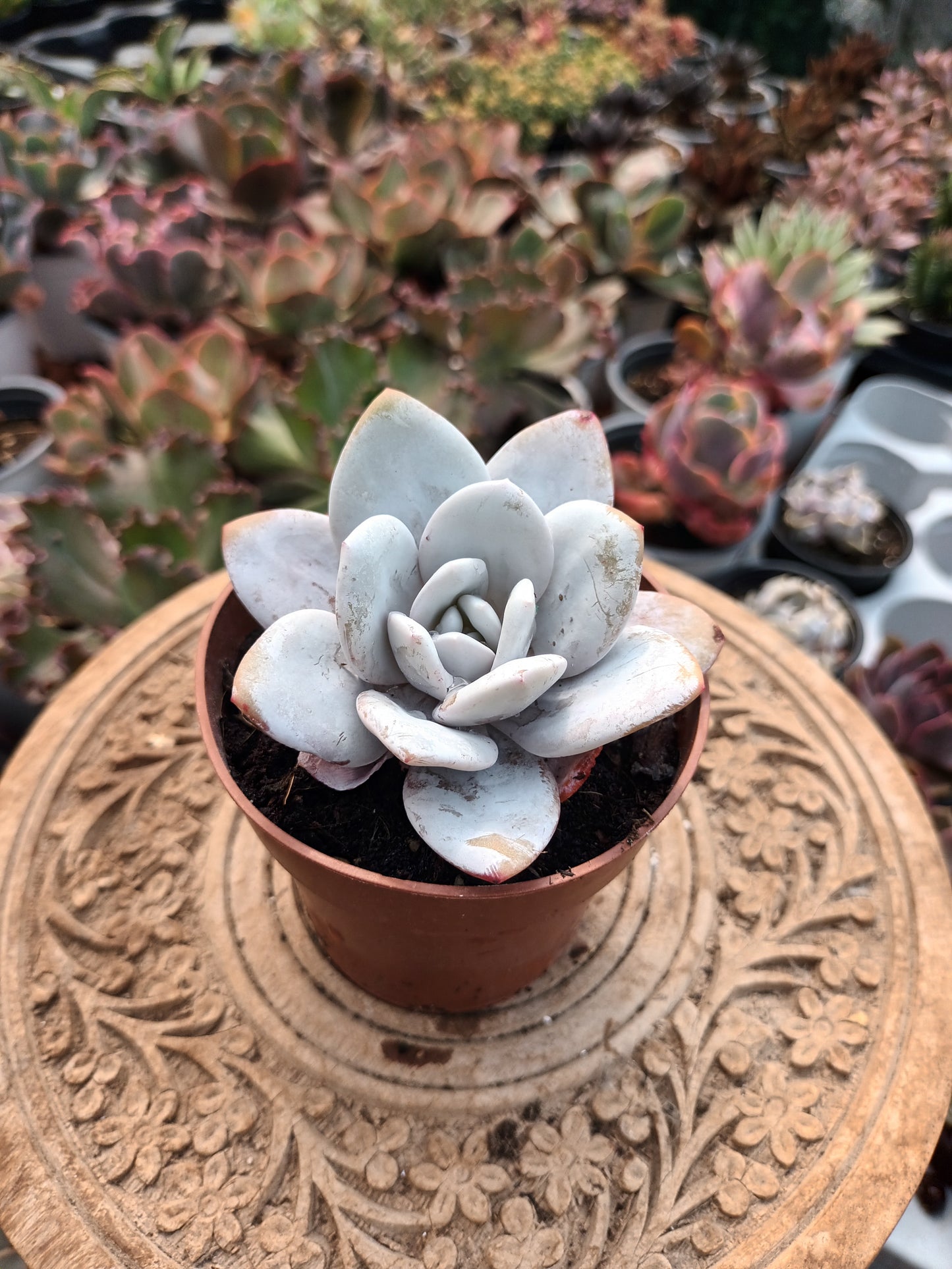 Echeveria laui