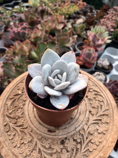 Echeveria laui